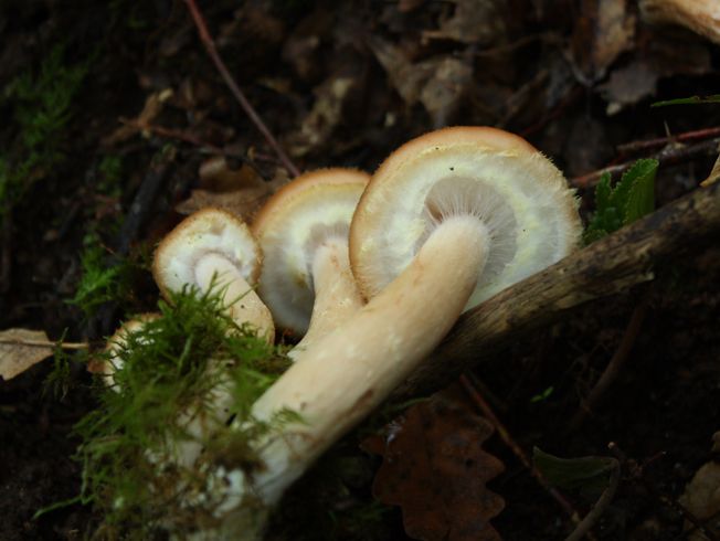 Armillaria gallica?